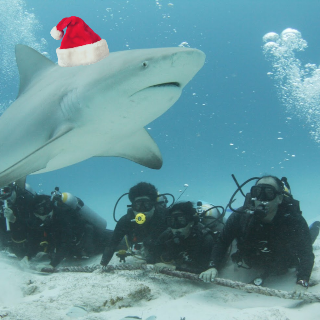 Breathtaking decisions to visit Isla Mujeres in 2021. Bullshark 