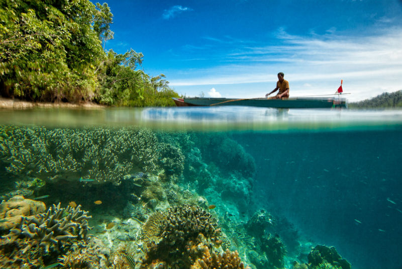 Manglar en el Caribe Mexicano