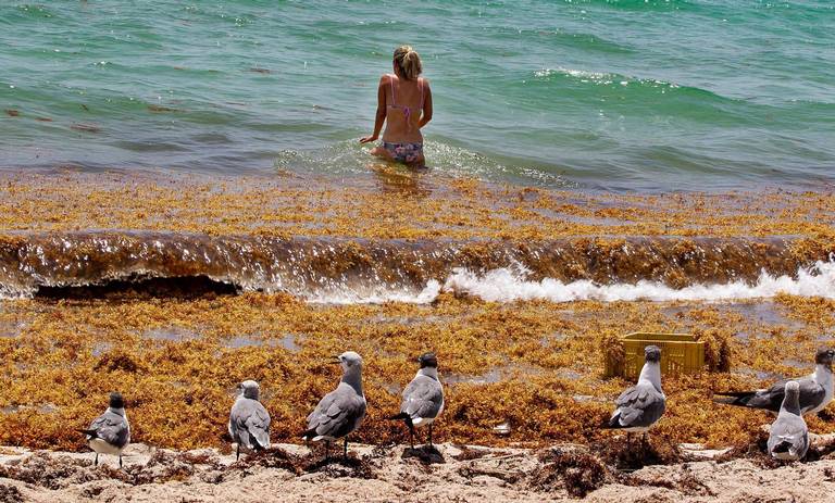 Bather on a beach with sargassum.
