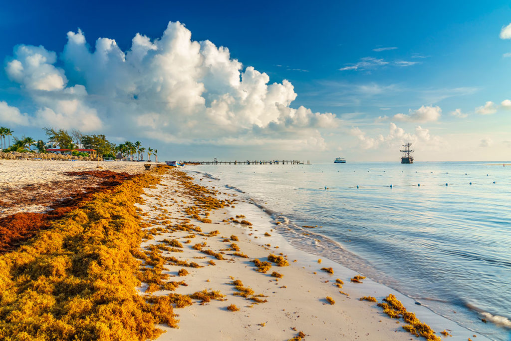 A coast is full of brown algae.