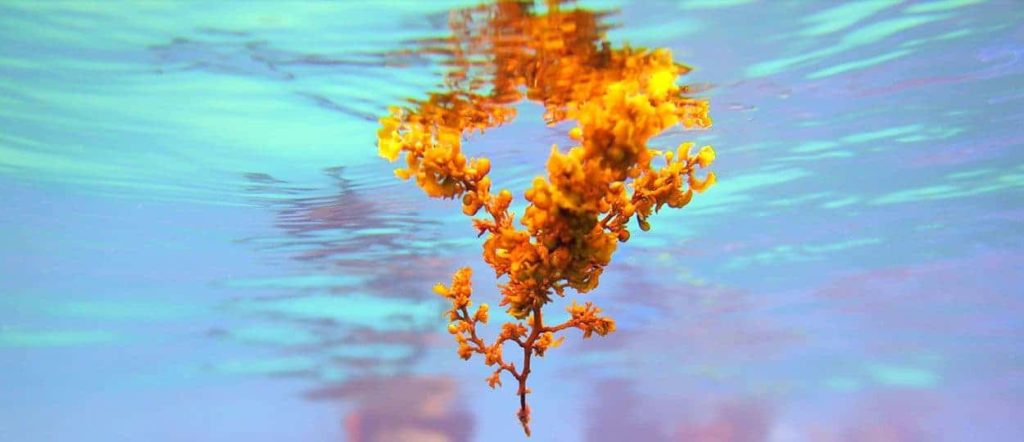 Sargassum floating in the sea thanks to the aerocysts.