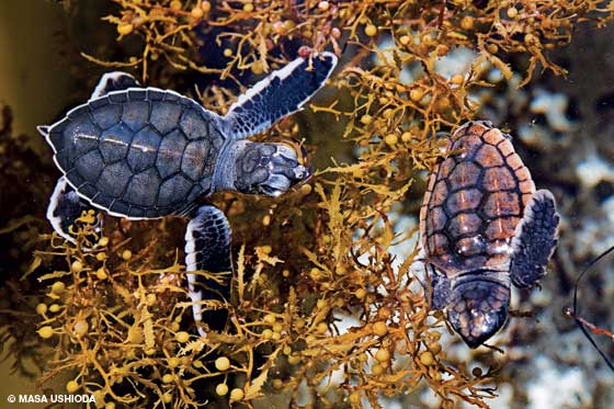 Turtles swimming among the macro algae.