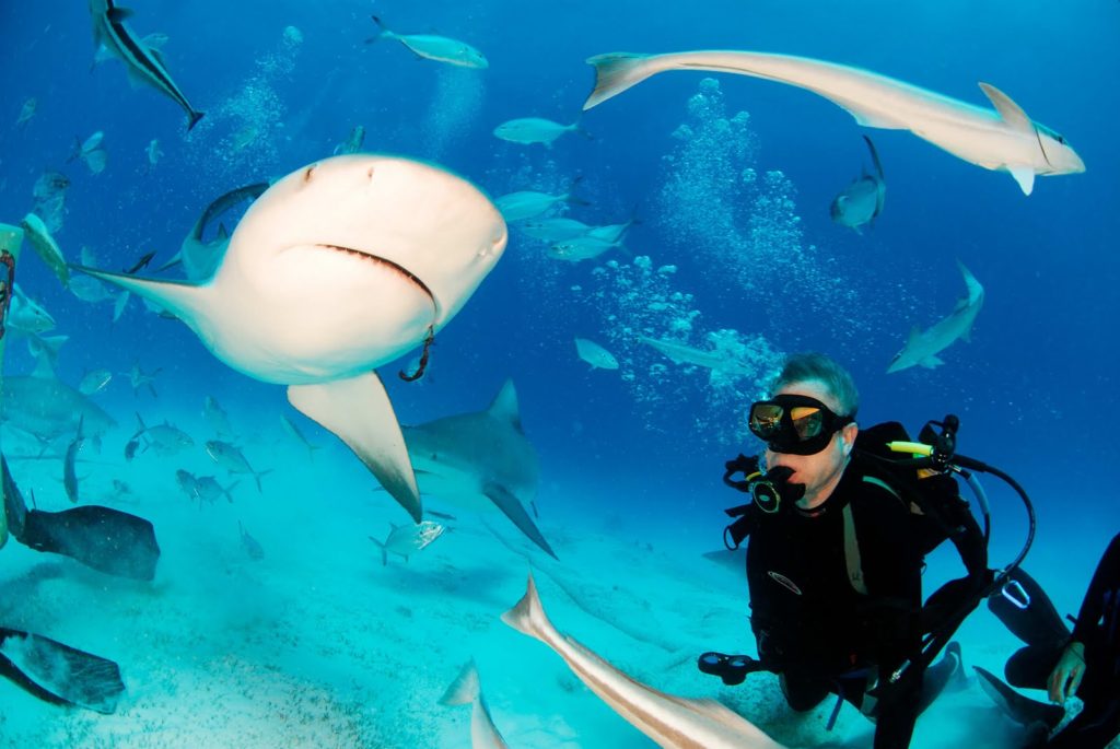 The astonishing bull shark